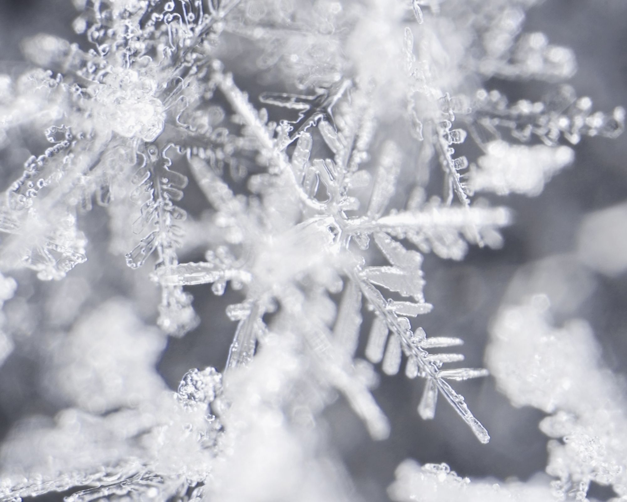 Survive and thrive the holidays; A close up shows snowflakes.